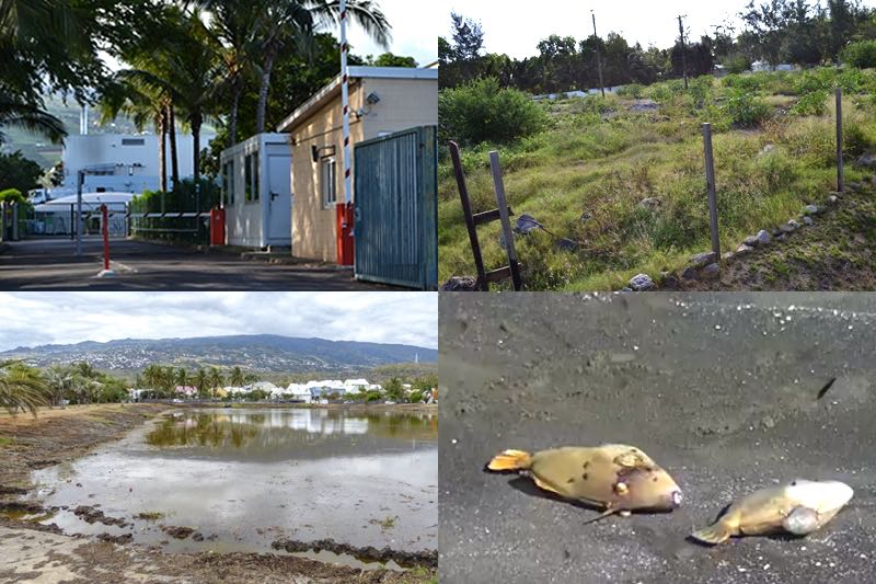 4 questions concernant l’environnement à l’Étang-Salé