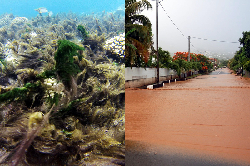 Bloom de cyanobactéries, coulées de boue… Les effets du réchauffement climatique se font sentir à l’Étang-Salé