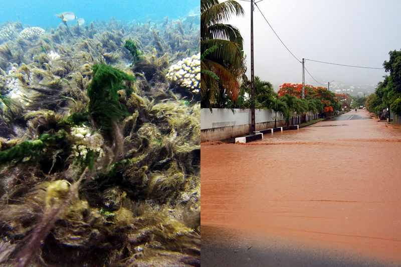Bloom de cyanobactéries, coulées de boue… Les effets du réchauffement climatique se font sentir à l’Étang-Salé